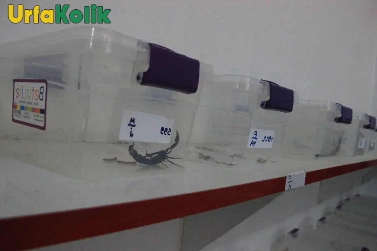 Şanlıurfa'nın Lezzeti Dünya Pazarlarında Fırtına Estiriyor: 10 Bin Dolara Kadar İhracat Yapılıyor