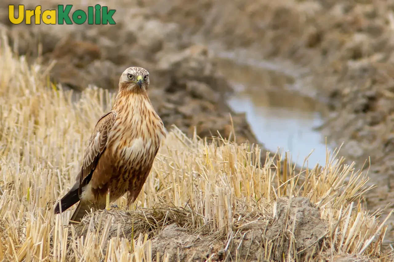 Harran'da Çocuklar Tarla'da Oynarken Buldu Hemen  Yetkililere Teslim Edildi.