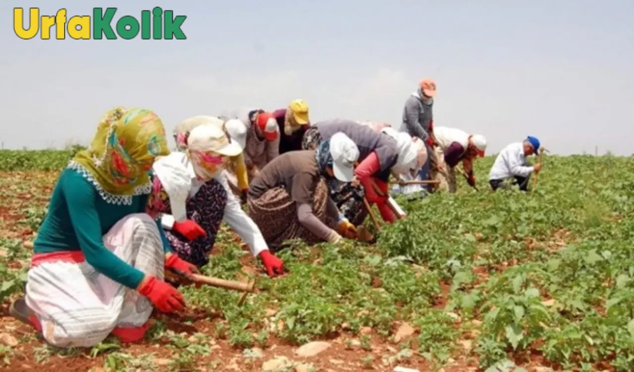 Şanlıurfa'da Mevsimlik Tarım İşçilerine Sağlık Eğitimi Verildi
