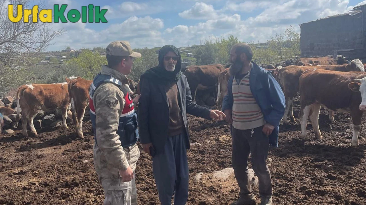 Jandarmanın Çabasıyla Çalınan 13 İnek Sahibine Geri Verildi.
