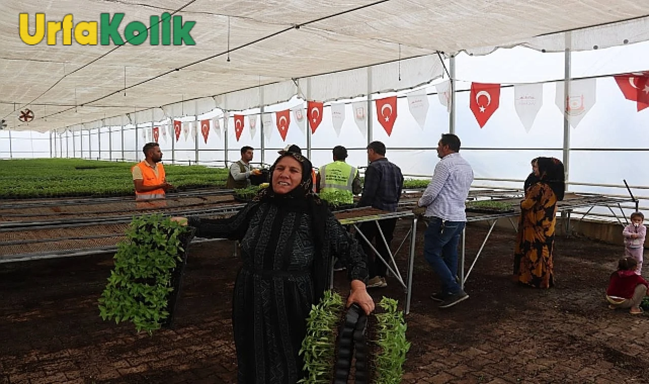 Urfa'da Binlerce Çiftçiye Ücretsiz Urfa Biberi Fidesi Dağıtıldı!