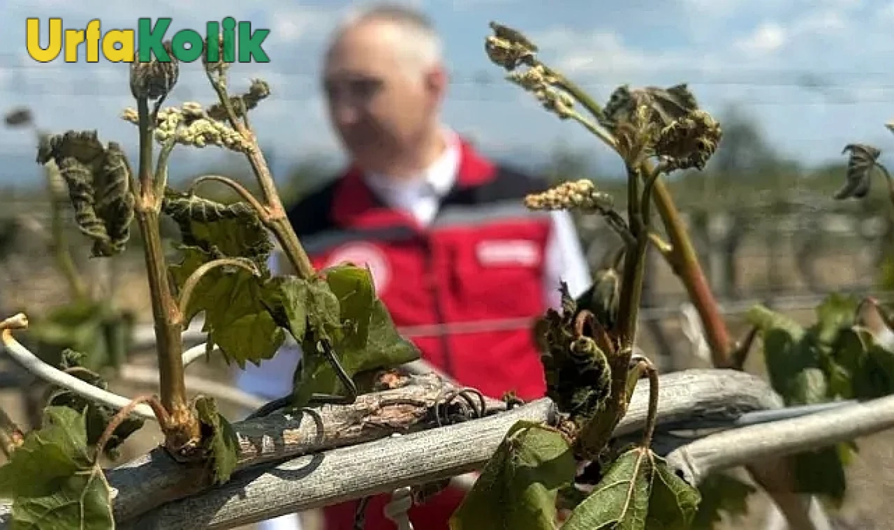 Şanlıurfa'da Soğuk Hava Dalgası Çiftçileri Vurdu!