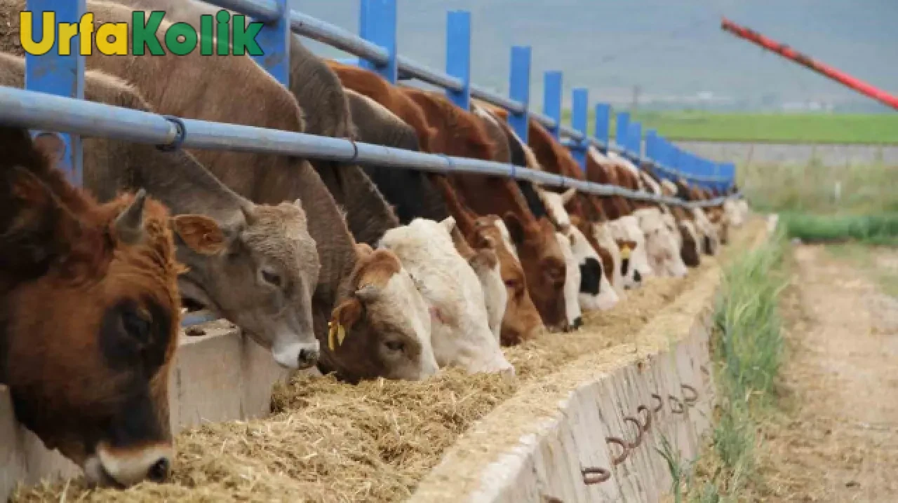 Kurban Bayramı'na Kaç Gün Kaldı? Kurbanlık Fiyatları Merak Konusu!
