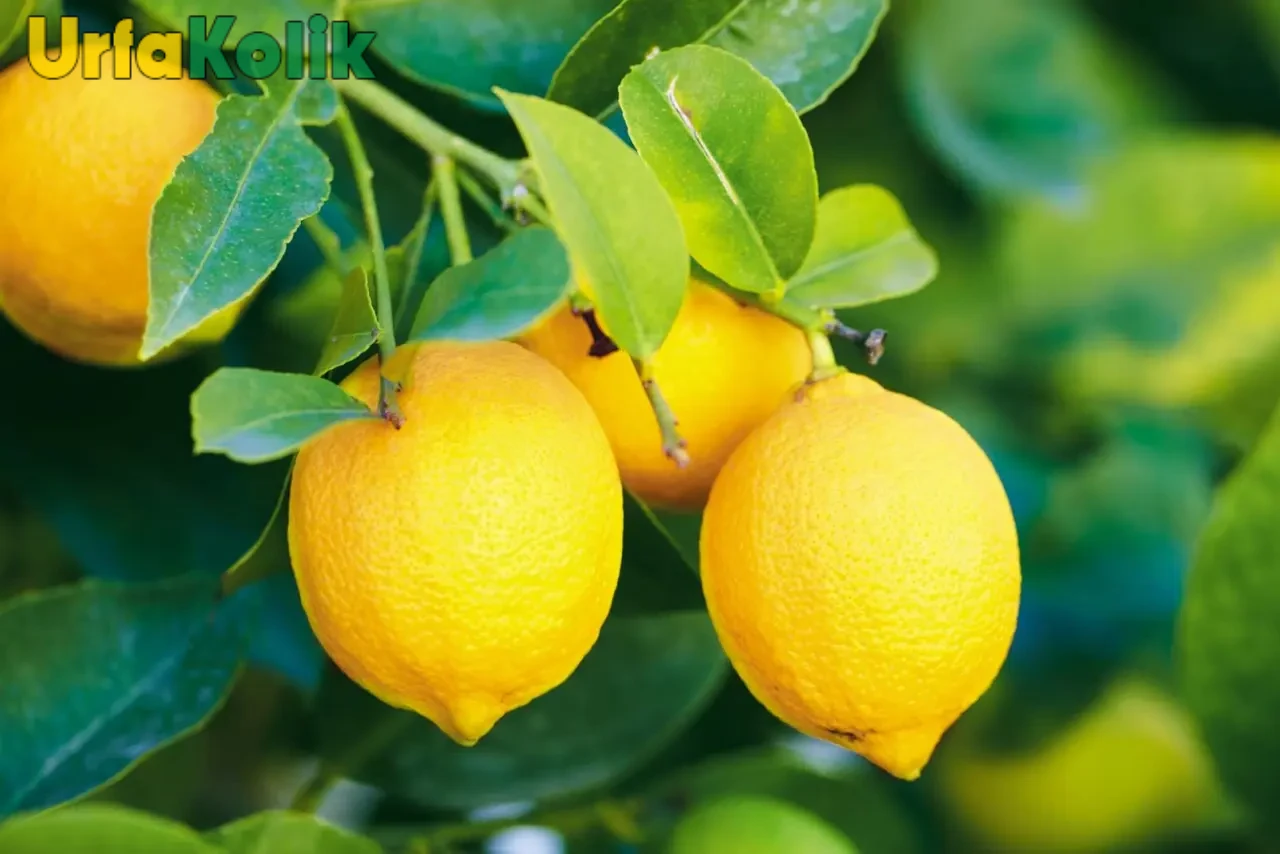 Limon İhracatında Getirilen Kısıtlamalar Çiftçileri Zor Durumda Bırakıyor