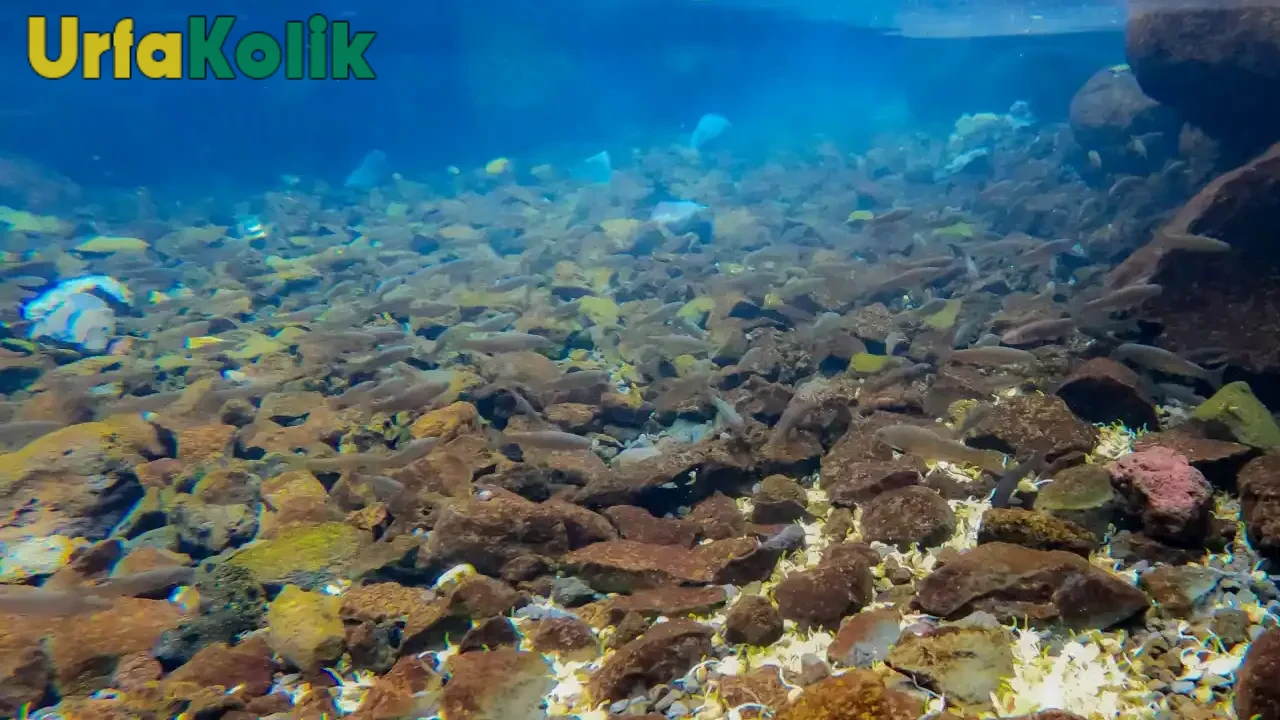 Karacadağ Eteklerindeki Sönmüş Yanardağda Üç Farklı Tür Balık Keşfedildi!