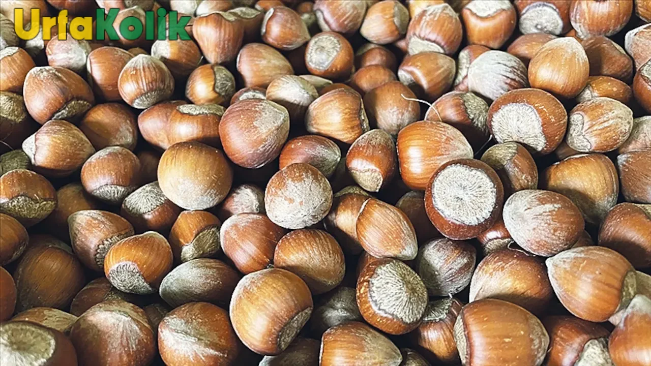 Fındık Fiyatları Yükselirken Üreticiler Stoklarını Koruyor, Yeni Sezon Beklentileri Artıyor