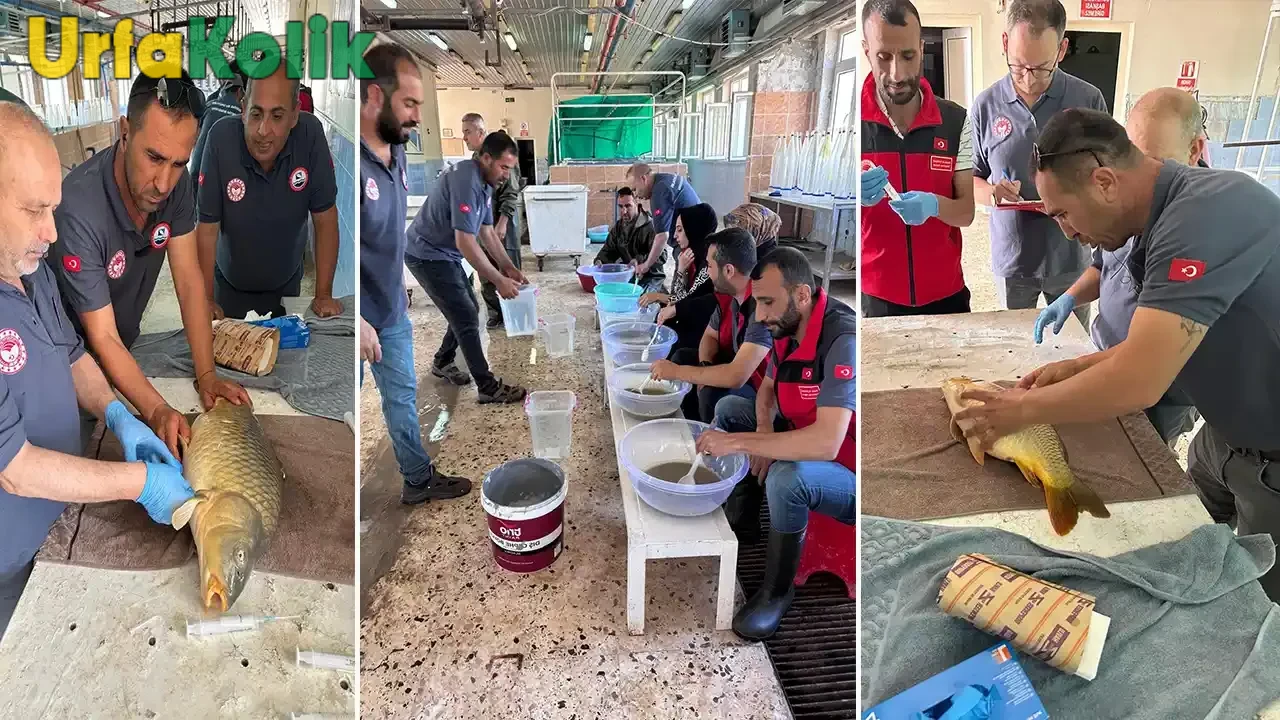 Bozova'da su ürünleri yetiştirme tesisinde 12 milyon sazan yavrusu üretilecek.