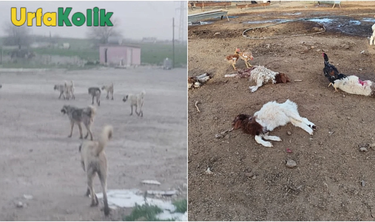 Gözlek Mahallesi'nde Sokak Köpeklerinin Saldırısında 25 Kuzu Öldü.