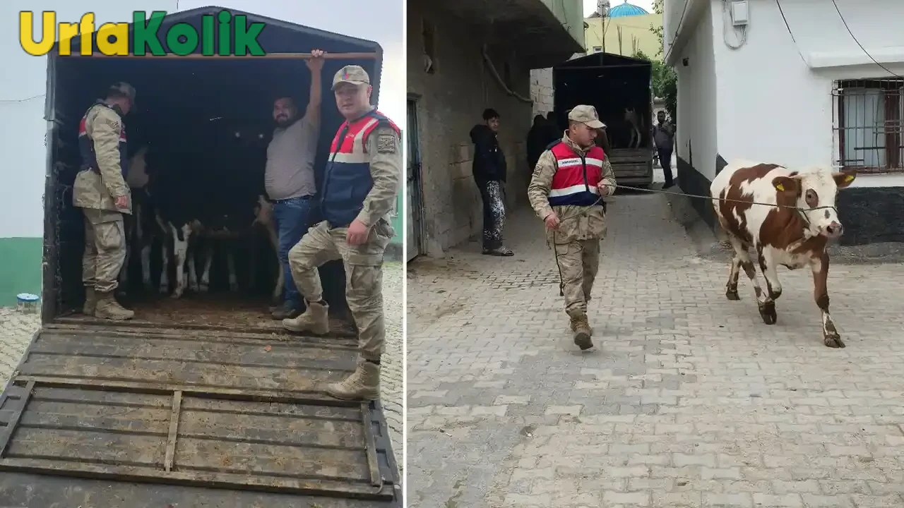 Şanlıurfa Jandarması, Hilvan ve Birecik’te Kaybolan 26 Hayvanı Kırsalda Buldu