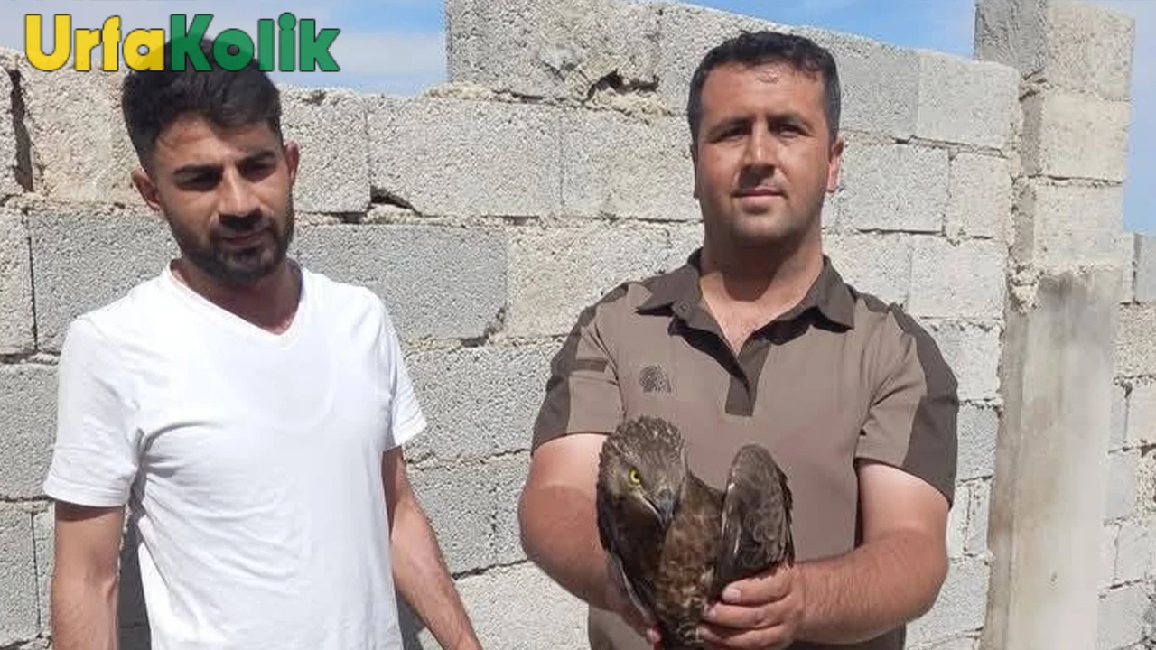 Bozova'da Yaralı Kızıl Şahin Kurtarıldı ve Veteriner Gözetimine Alındı