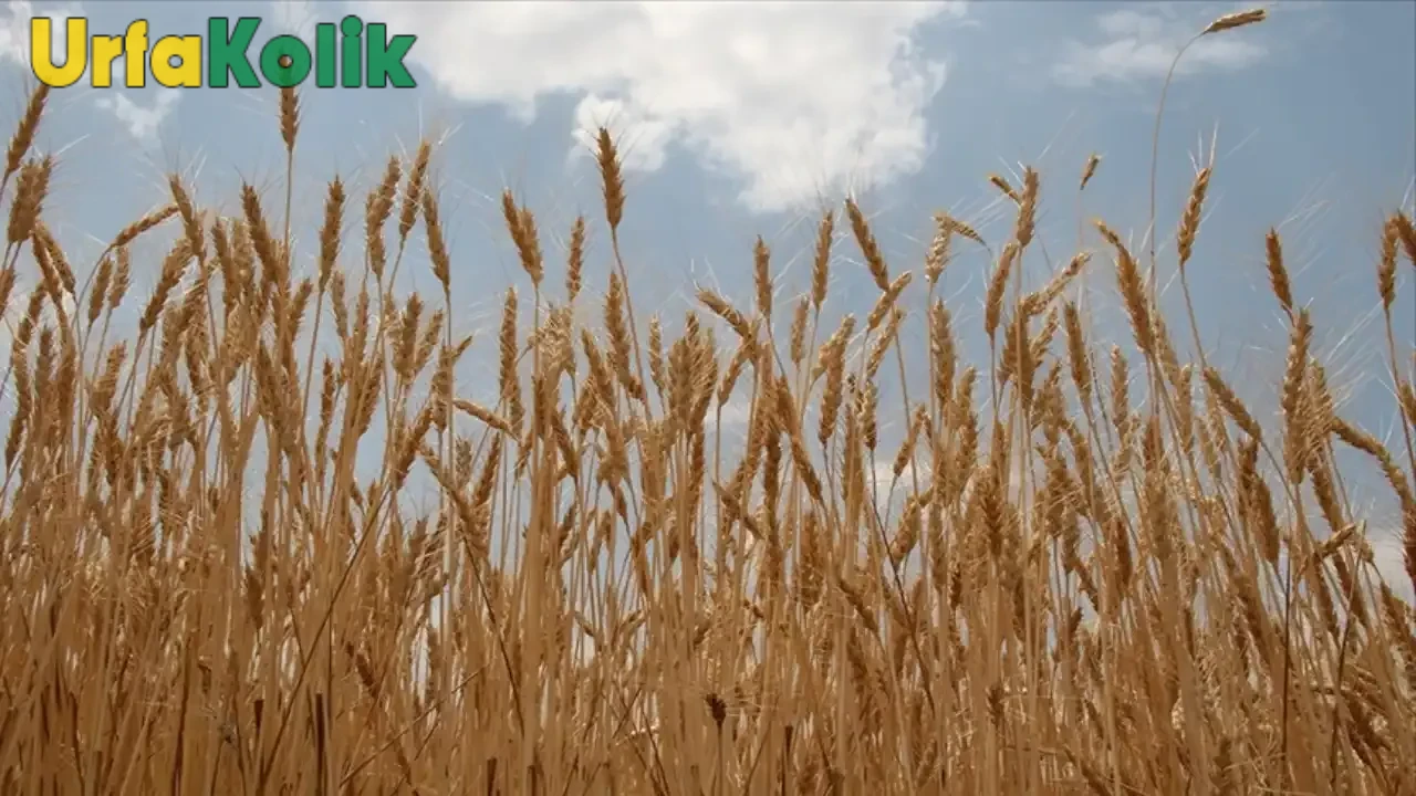 Türkiye'nin en önemli tahıl alıcısı TMO, buğday ve arpa alımları için harekete geçiyor! Detaylar açıklandı, işte alım tarihleri ve detayları...