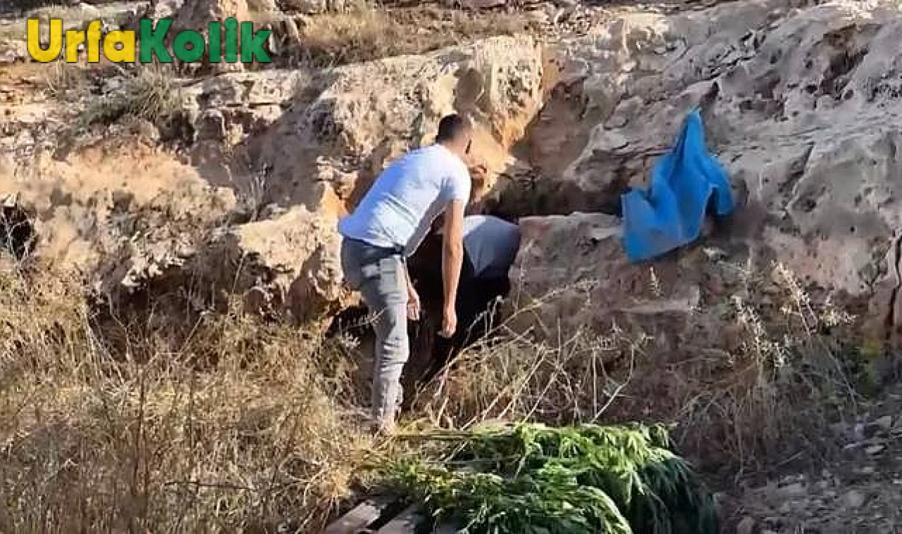 Şanlıurfa'da Polis Ekiplerinden Büyük Uyuşturucu Baskını!