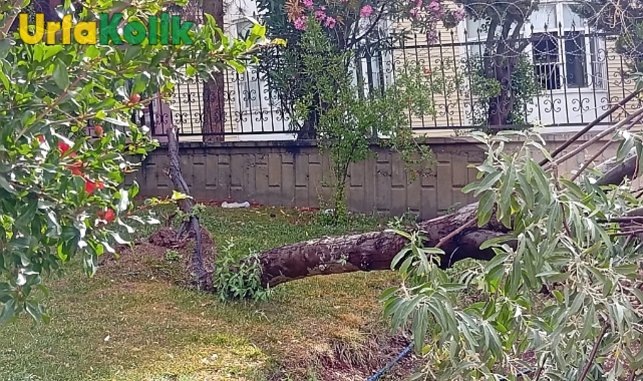 Şanlıurfa'da Etkili Fırtına Sonucu Ağaçlar Devrildi