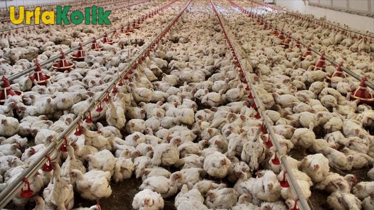 Tavuk eti üretimi yıllık bazda mart ayında arttı!