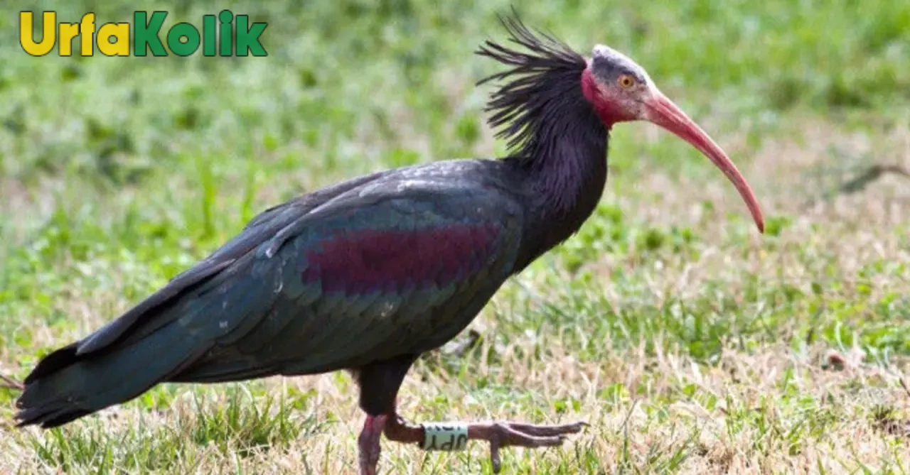 Kelaynak