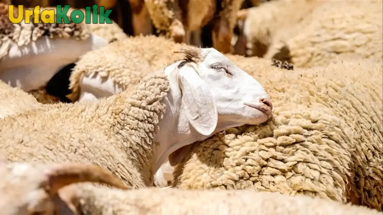 Kurbanlık Hayvanlar İçin Fiyatlar Açıklandı! Küçükbaş ve Büyükbaş İçin Son Durum Ne?
