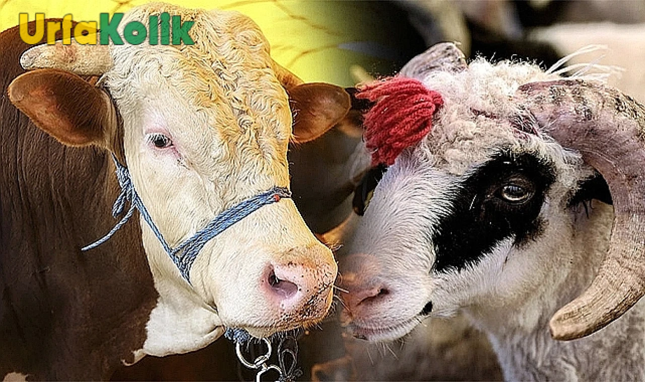 Şanlıurfa'da Kurban Bayramı için Belirlenen Satış ve Kesim Alanları Açıklandı!