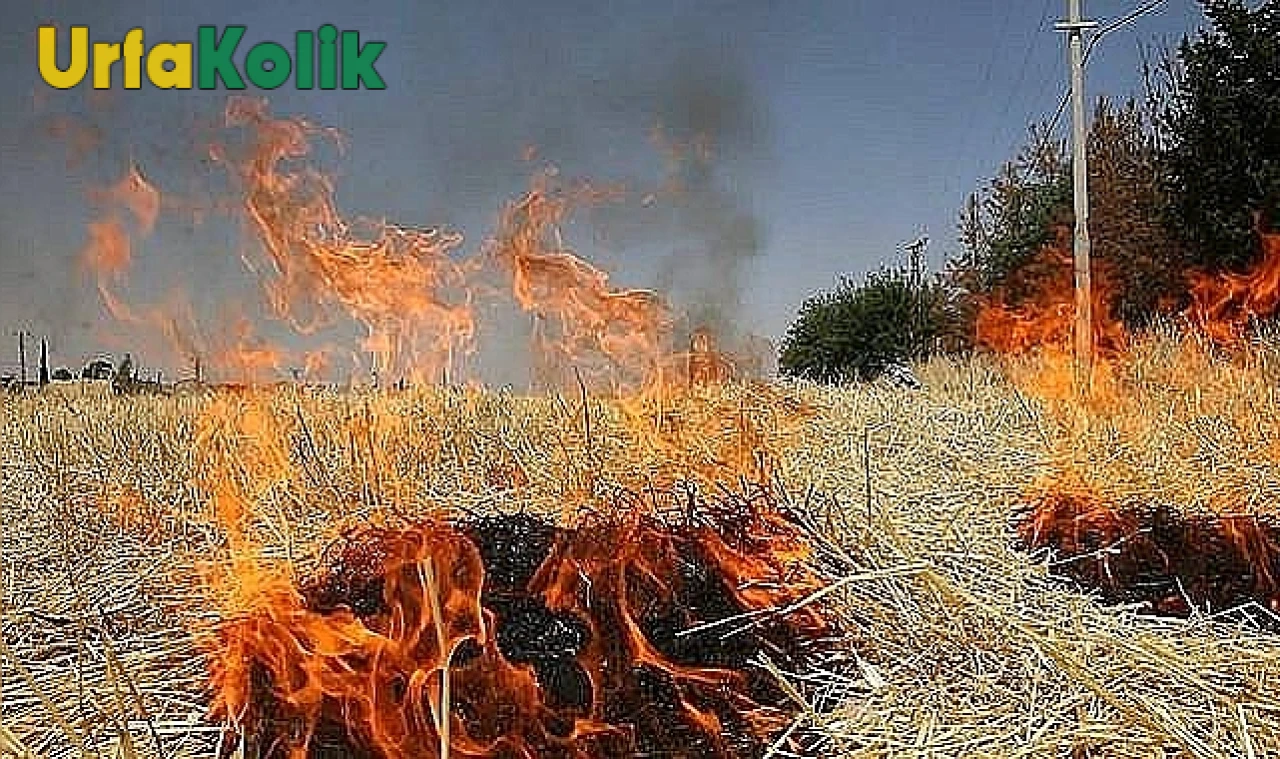 Şanlıurfa'da Ot Yangınları Kontrolden Çıktı: İtfaiyeden Acil Müdahale İstendi