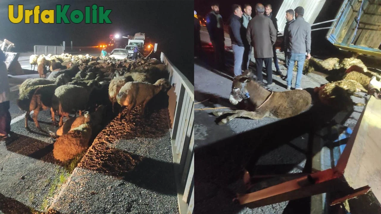 Urfa'dan Bingöl'e gitmekte olan koyun yüklü tır kaza yaptı, onlarca koyun telef oldu!