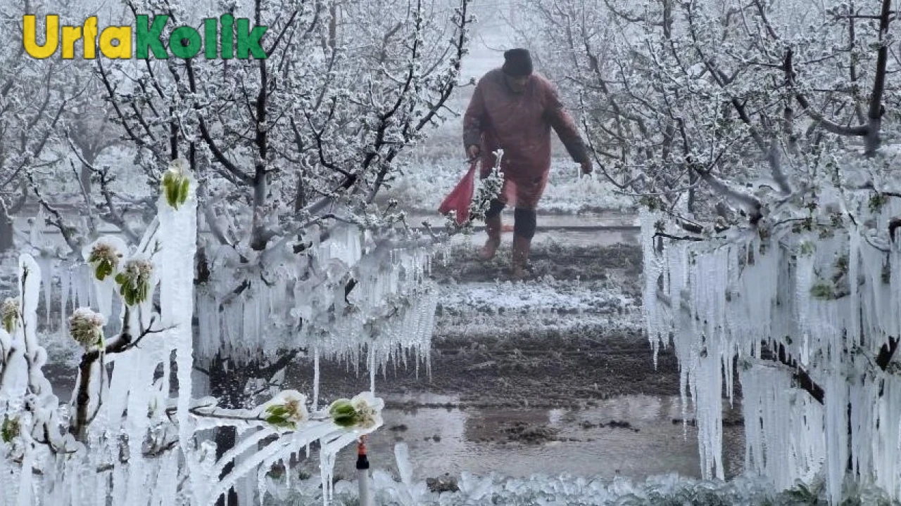 Tarım Alanlarında Felaket: Soğuk Hava Dalgası Çiftçileri Vurdu!