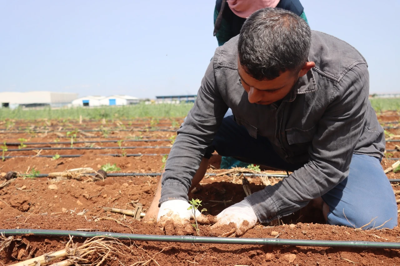 Şanlıurfa Büyükşehir Belediyesi, Ata Tohumlarını Toprakla Buluşturdu