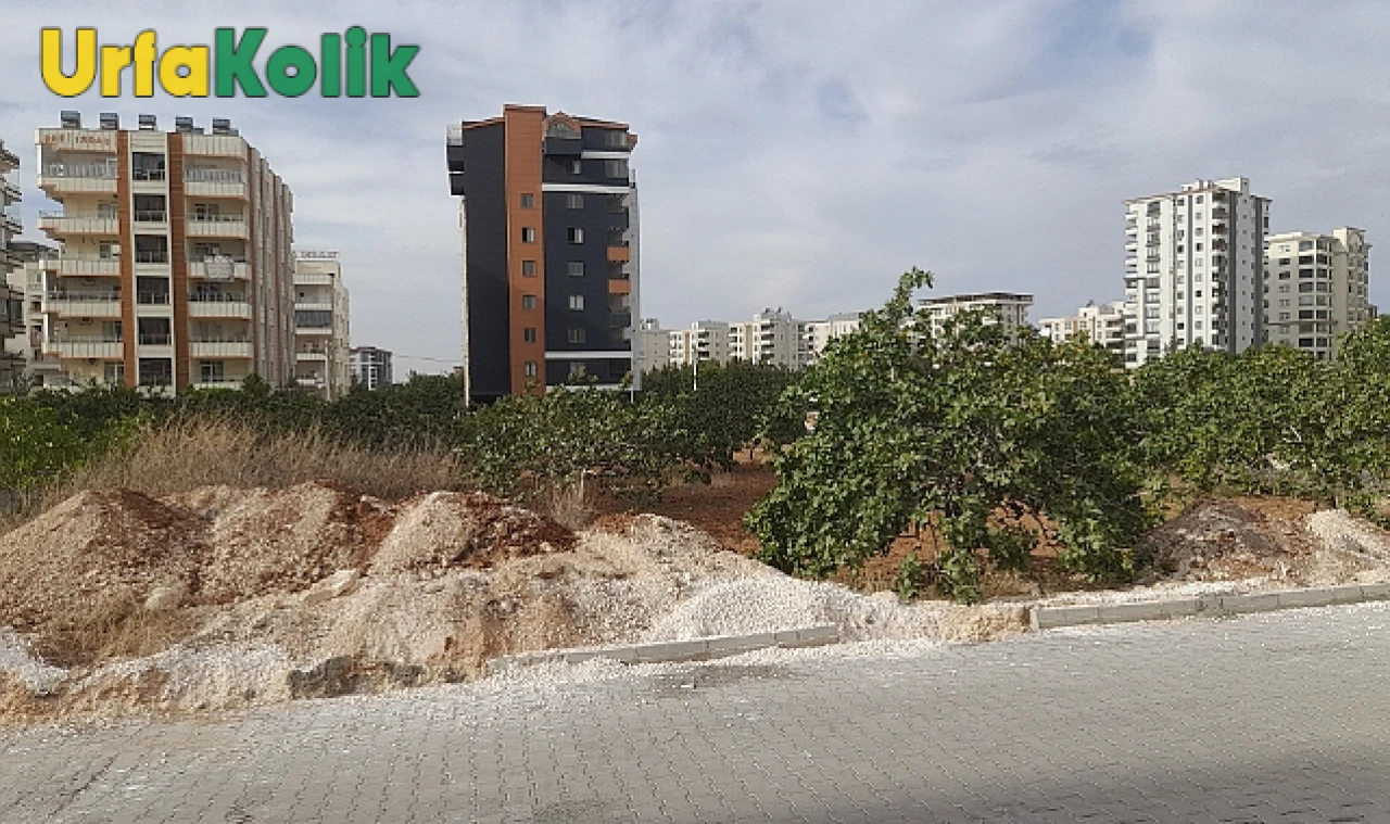 Şanlıurfa'da Fıstık Bahçeleri Yok Oluyor