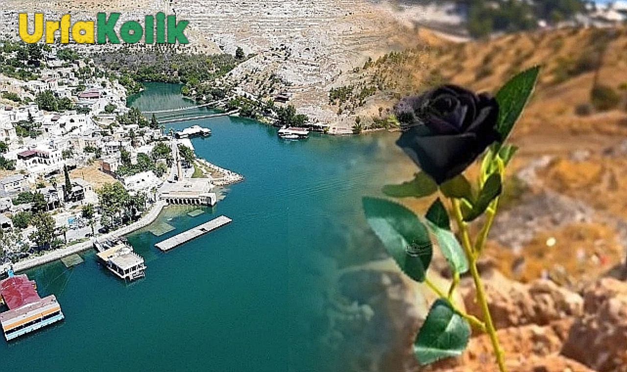 Şanlıurfa'nın Halfeti ilçesinde eşsiz doğal güzellik: Siyah güllerin büyüleyici hikayesi.