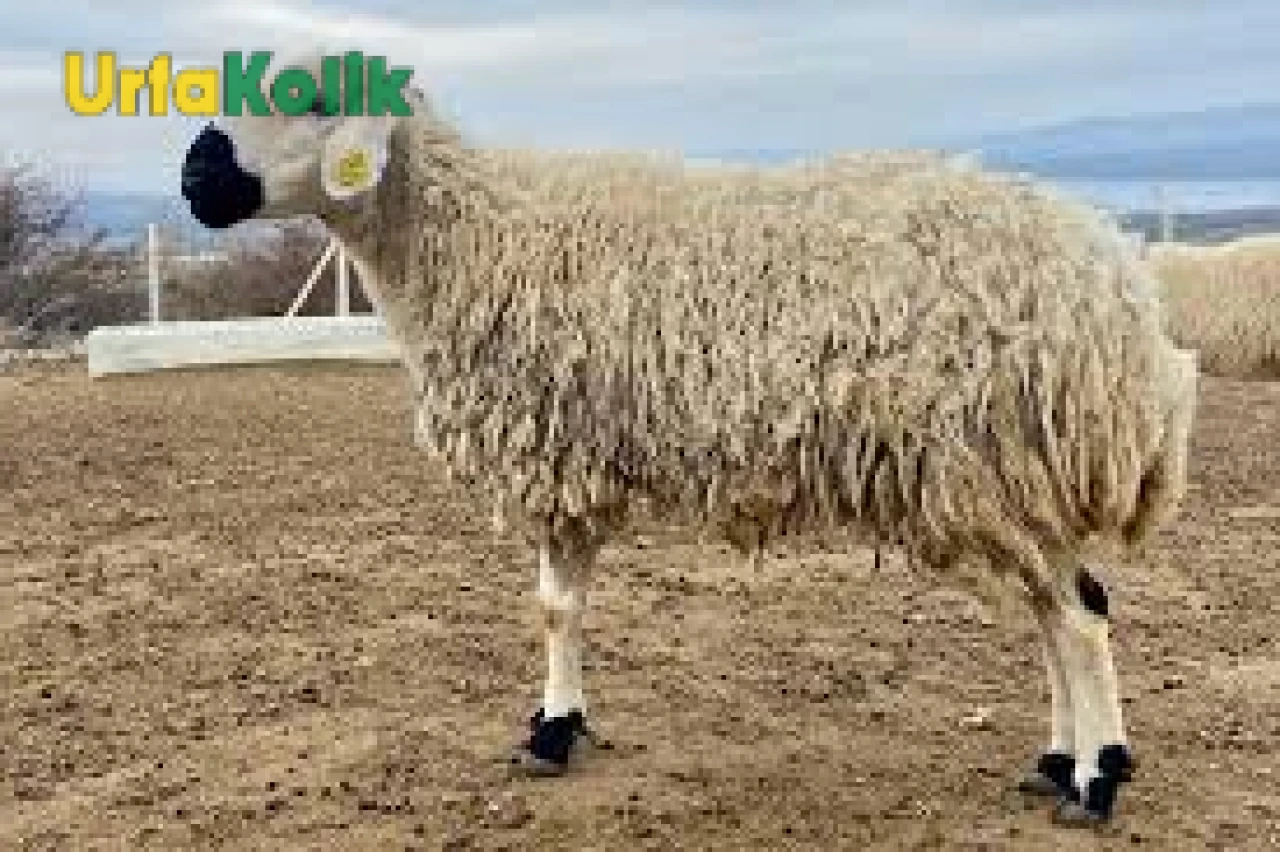 2025 Kurban Bayramı için hazırlıklar başladı, hayvan pazarlarında hareketlilik arttı!