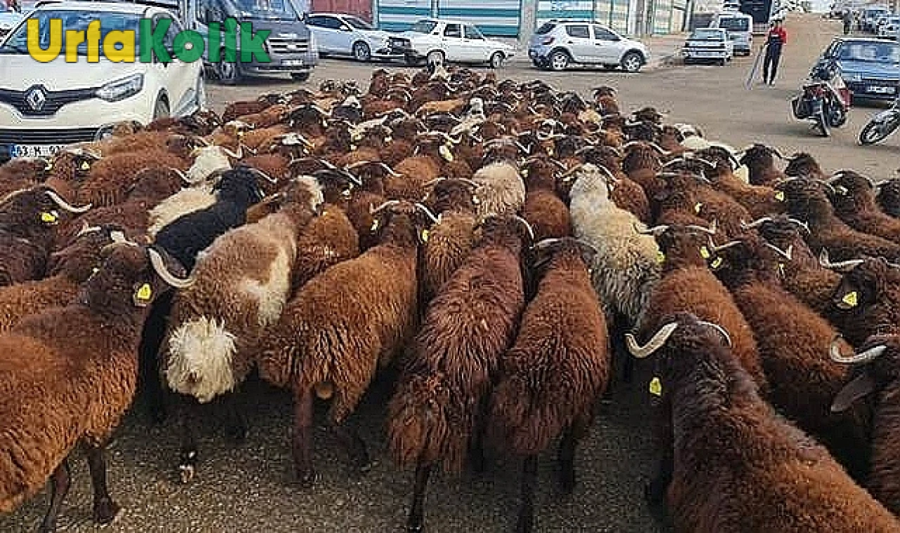 Şanlıurfa'da Kurban Bayramı için Kesimlik Hayvan Fiyatları Netleşti