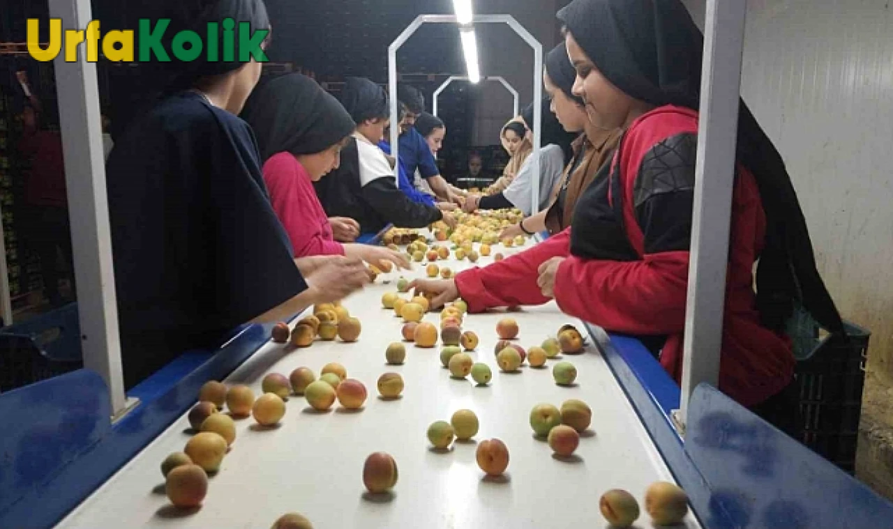 Kayısı Mahsulünde Verim Artışıyla Birlikte İhracat Hareketlendi