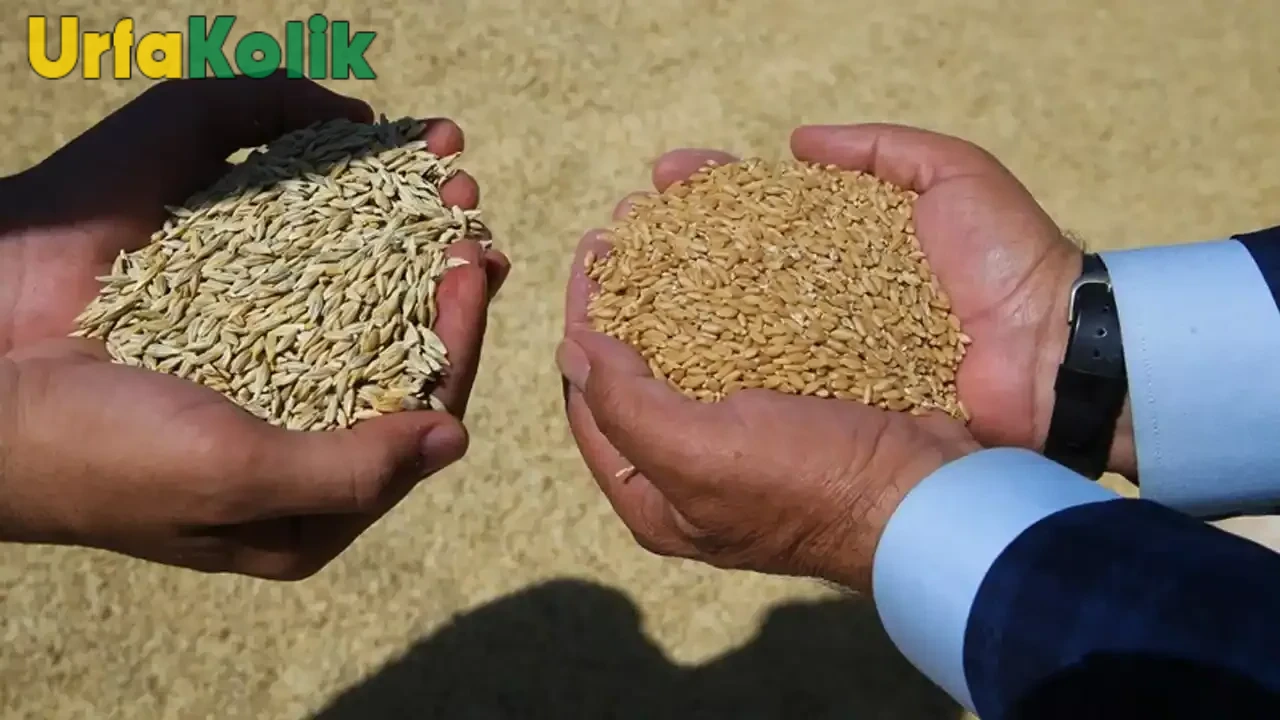 Şanlıurfa'da TMO arpa ve buğday alımı için çağrıda bulundu.