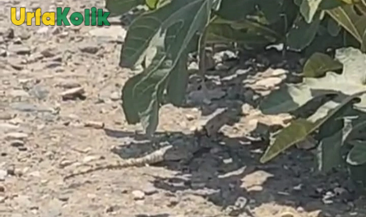 Bozova'da Nesli Tehlike Altındaki Dev Çöl Varanı Görüntülendi!