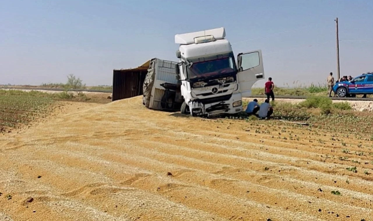 Şanlıurfa’da Buğday Yüklü Tır Devrildi: Tonlarca Buğday Yere Saçıldı