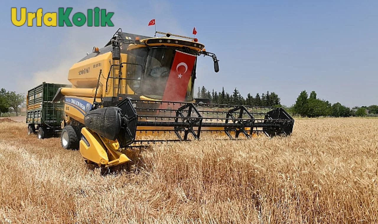 Şanlıurfa'da Buğday Hasadı Hız Kesmeden Sürüyor