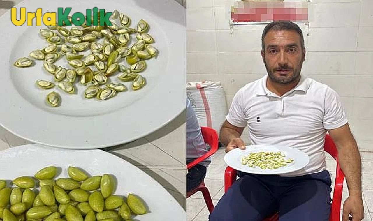 Nizip'te Çiftçilere Ödül: 2025 Sezonunun İlk Antep Fıstığı Hasadı Yapıldı!