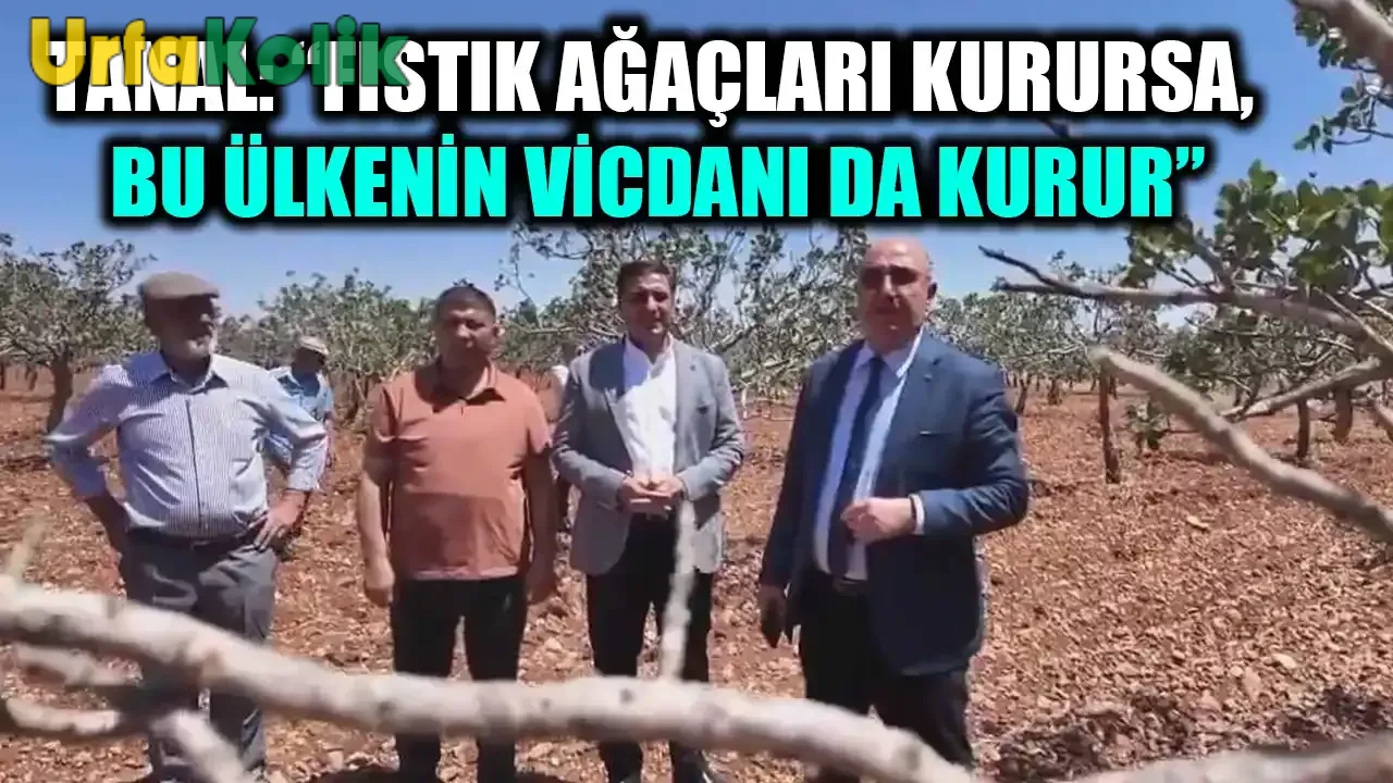 Halfeti'de Susuzluk Tehlikesi: Fıstık Ağaçları Kuruma Noktasında!
