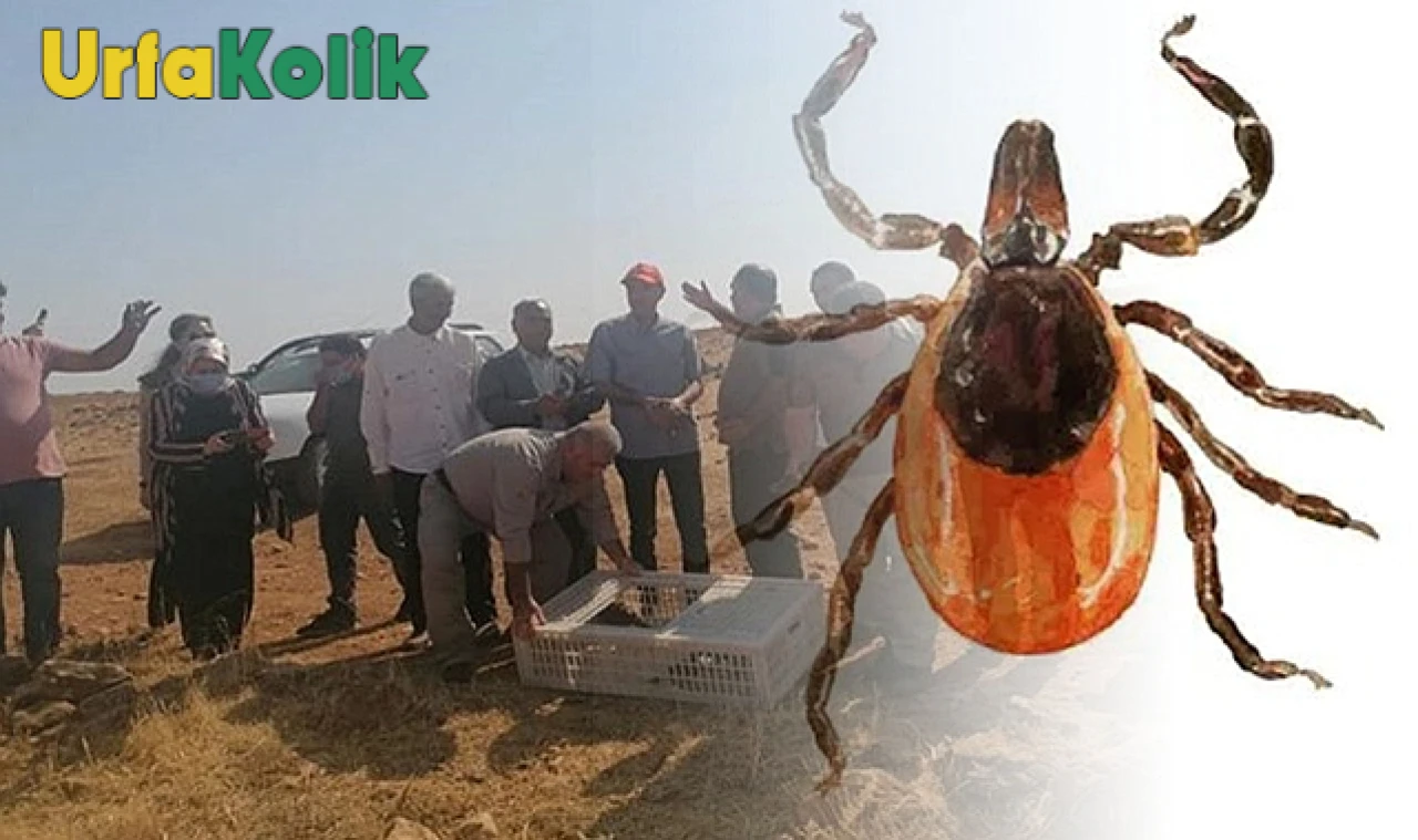 Kene Popülasyonunu Azaltmak İçin Keklik ve Sülünler Doğal Çözüm