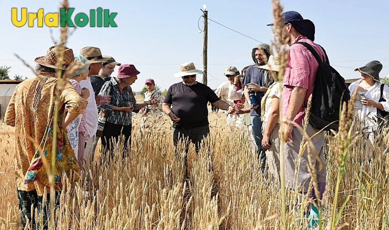 Şanlıurfa'da "Slow Wheat Şanlıurfa 2025" etkinliği başladı: "Her adımda bir asır, her asırda bir sır"!