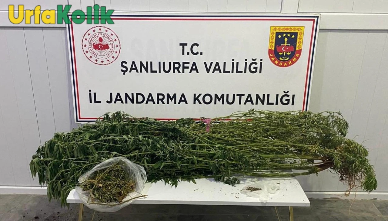 Şanlıurfa’da Jandarmadan Uyuşturucu Operasyonu