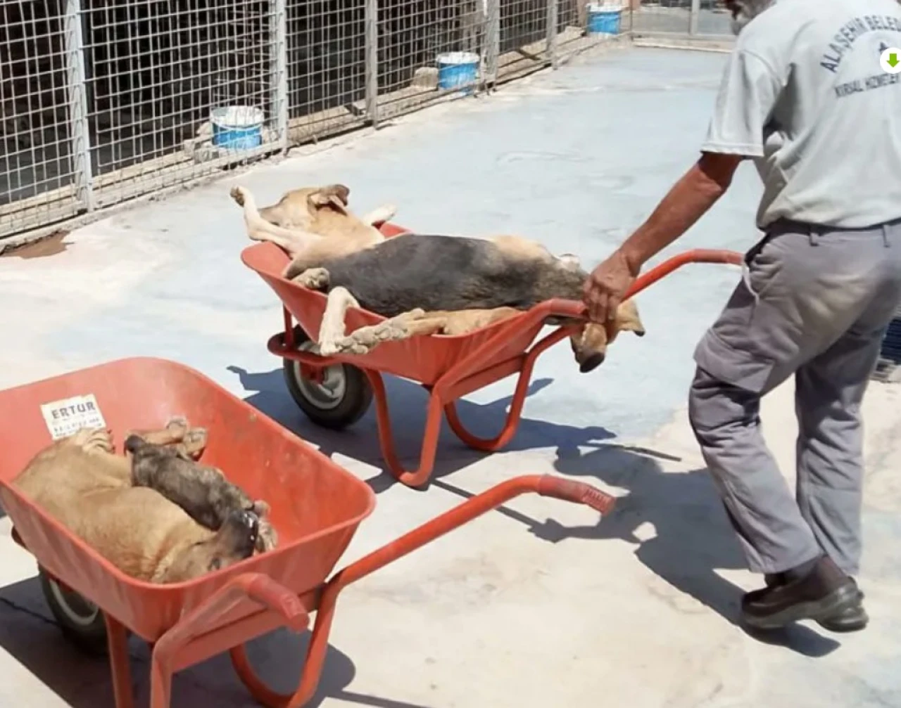Manisa Alaşehir’de Sokak Köpekleri Barınakta Öldürülüp Çöpe Atıldı