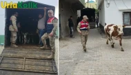 Şanlıurfa Jandarması, Hilvan ve Birecik’te Kaybolan 26 Hayvanı Kırsalda Buldu
