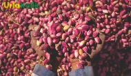 Keten Köyneği Fıstık Kabuğunun Sağlık Alanında Kullanımı!