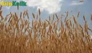 Türkiye'nin en önemli tahıl alıcısı TMO, buğday ve arpa alımları için harekete geçiyor! Detaylar açıklandı, işte alım tarihleri ve detayları...