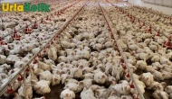 Tavuk eti üretimi yıllık bazda mart ayında arttı!