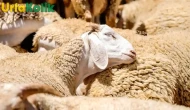 Kurbanlık Hayvanlar İçin Fiyatlar Açıklandı! Küçükbaş ve Büyükbaş İçin Son Durum Ne?