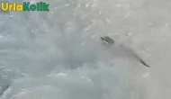 Kolbaşı Deresi'nde Endere Rastlanan Bir Canlı: Su Samuru Sürprizi!