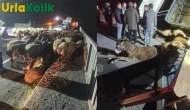 Urfa'dan Bingöl'e gitmekte olan koyun yüklü tır kaza yaptı, onlarca koyun telef oldu!
