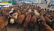 Şanlıurfa'da Kurban Bayramı için Kesimlik Hayvan Fiyatları Netleşti