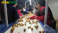 Kayısı Mahsulünde Verim Artışıyla Birlikte İhracat Hareketlendi