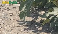Bozova'da Nesli Tehlike Altındaki Dev Çöl Varanı Görüntülendi!